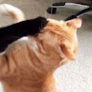 Meet your Posher, Harper